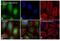 E1A Binding Protein P300 antibody, PA1-848, Invitrogen Antibodies, Immunofluorescence image 