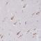 Family With Sequence Similarity 3 Member C antibody, NBP2-13995, Novus Biologicals, Immunohistochemistry frozen image 