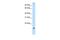 Protein Phosphatase 1 Regulatory Subunit 8 antibody, PA5-41757, Invitrogen Antibodies, Western Blot image 