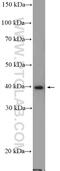 Protein Arginine Methyltransferase 1 antibody, 11279-1-AP, Proteintech Group, Western Blot image 