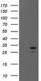 Eukaryotic Translation Initiation Factor 4E antibody, CF502993, Origene, Western Blot image 