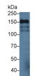 Intercellular Adhesion Molecule 5 antibody, LS-C314418, Lifespan Biosciences, Western Blot image 