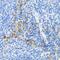 Autophagy Related 3 antibody, GTX30073, GeneTex, Immunohistochemistry paraffin image 