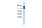 Purinergic Receptor P2X 4 antibody, PA5-41080, Invitrogen Antibodies, Western Blot image 