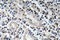 Bone Morphogenetic Protein 7 antibody, LS-C291674, Lifespan Biosciences, Immunohistochemistry paraffin image 