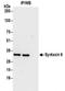 Syntaxin 6 antibody, NBP2-32270, Novus Biologicals, Immunoprecipitation image 