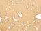 Synaptosome Associated Protein 25 antibody, CSB-PA585168, Cusabio, Immunohistochemistry frozen image 