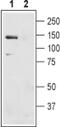 Electrogenic sodium bicarbonate cotransporter 1 antibody, PA5-77550, Invitrogen Antibodies, Western Blot image 