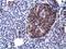 Von Willebrand Factor A Domain Containing 5A antibody, NBP2-02898, Novus Biologicals, Immunohistochemistry frozen image 