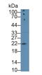 Amphiregulin antibody, abx131736, Abbexa, Western Blot image 