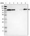 Striatin 3 antibody, NBP1-80762, Novus Biologicals, Western Blot image 