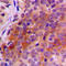 Thioredoxin Reductase 2 antibody, LS-C353272, Lifespan Biosciences, Immunohistochemistry frozen image 
