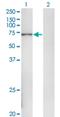 DNA Polymerase Alpha 2, Accessory Subunit antibody, H00023649-M02, Novus Biologicals, Western Blot image 