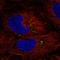ISL LIM Homeobox 2 antibody, HPA075192, Atlas Antibodies, Immunocytochemistry image 