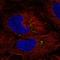 Insulin gene enhancer protein ISL-2 antibody, HPA075192, Atlas Antibodies, Immunocytochemistry image 