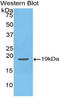 Peptidylprolyl Isomerase A antibody, LS-C293611, Lifespan Biosciences, Western Blot image 