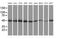 Ribonuclease/Angiogenin Inhibitor 1 antibody, MA5-25276, Invitrogen Antibodies, Western Blot image 