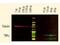 His tag antibody, NBP1-97332, Novus Biologicals, Western Blot image 