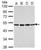 Single Ig And TIR Domain Containing antibody, PA5-30790, Invitrogen Antibodies, Western Blot image 