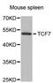 Transcription Factor 7 antibody, MBS128148, MyBioSource, Western Blot image 