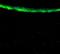 Aldehyde Dehydrogenase 3 Family Member A1 antibody, orb331065, Biorbyt, Immunohistochemistry paraffin image 