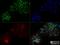 8-Oxoguanine DNA Glycosylase antibody, NBP2-52722, Novus Biologicals, Immunocytochemistry image 