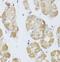 Histone Deacetylase 4 antibody, FNab03800, FineTest, Immunohistochemistry frozen image 