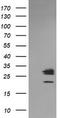 Galectin 3 antibody, LS-C788187, Lifespan Biosciences, Western Blot image 