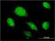 Alpha-1-Microglobulin/Bikunin Precursor antibody, H00000259-M01, Novus Biologicals, Immunofluorescence image 