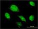 AMBP antibody, H00000259-M01, Novus Biologicals, Immunofluorescence image 