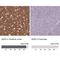 Adducin 2 antibody, NBP2-33974, Novus Biologicals, Immunohistochemistry paraffin image 