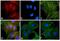 Rat IgG antibody, PA1-28639, Invitrogen Antibodies, Immunofluorescence image 