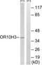 Olfactory Receptor Family 10 Subfamily H Member 3 antibody, TA315330, Origene, Western Blot image 