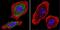 Aryl Hydrocarbon Receptor antibody, MA1-513, Invitrogen Antibodies, Immunofluorescence image 