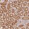 Coiled-Coil Domain Containing 102B antibody, NBP2-38575, Novus Biologicals, Immunohistochemistry frozen image 