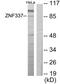 Zinc Finger Protein 337 antibody, GTX87955, GeneTex, Western Blot image 