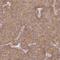 Phospholipase A2 Group IVA antibody, NBP2-38616, Novus Biologicals, Immunohistochemistry paraffin image 