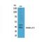 Inhibin Subunit Beta E antibody, LS-C387056, Lifespan Biosciences, Western Blot image 