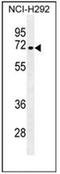 NUMB Endocytic Adaptor Protein antibody, AP52967PU-N, Origene, Western Blot image 