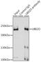 Ubiquitin Conjugating Enzyme E2 O antibody, GTX35205, GeneTex, Immunoprecipitation image 