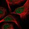 Transcription Factor 7 antibody, NBP2-58213, Novus Biologicals, Immunofluorescence image 