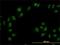 Cullin Associated And Neddylation Dissociated 1 antibody, H00055832-M01, Novus Biologicals, Immunofluorescence image 