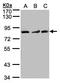 MutL Homolog 1 antibody, LS-C109333, Lifespan Biosciences, Western Blot image 