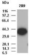 Epithelial Cell Adhesion Molecule antibody, ADI-905-875-100, Enzo Life Sciences, Western Blot image 