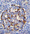 Group IID secretory phospholipase A2 antibody, 55-671, ProSci, Immunohistochemistry frozen image 