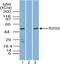 Interferon-activable protein 202 antibody, PA5-23493, Invitrogen Antibodies, Western Blot image 