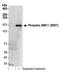 Structural Maintenance Of Chromosomes 1A antibody, NB100-205, Novus Biologicals, Western Blot image 