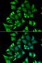 Ribosomal Protein L10a antibody, orb373310, Biorbyt, Immunofluorescence image 
