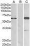 BAI1 Associated Protein 2 antibody, LS-B8289, Lifespan Biosciences, Western Blot image 