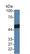 Surfactant Protein D antibody, LS-C722962, Lifespan Biosciences, Western Blot image 